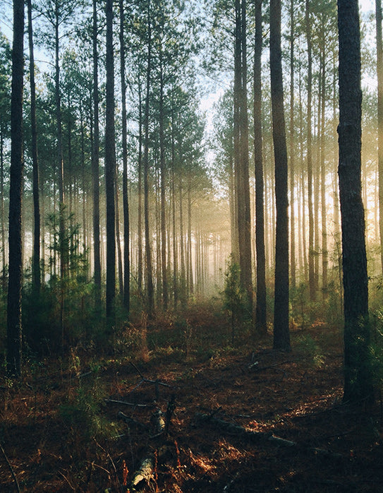 Healing Through Nature: Unveiling the Magic of Forest Bathing with Jennifer Walsh