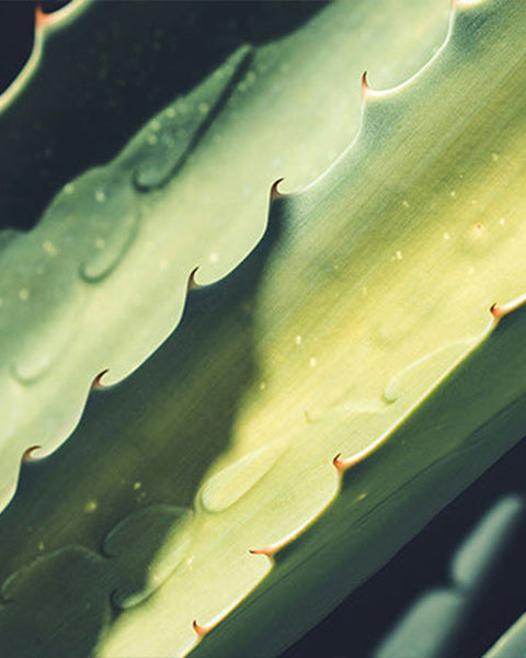 Aloe Vera