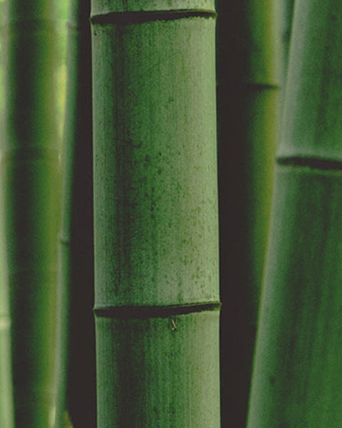 Bamboo Stem Extract