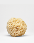 Natural Sea Wool Sponge on white background.