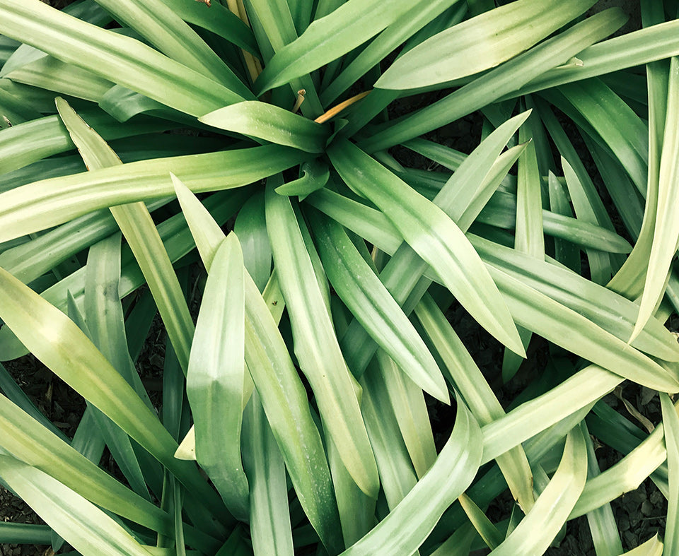 Lemongrass Collection Image
