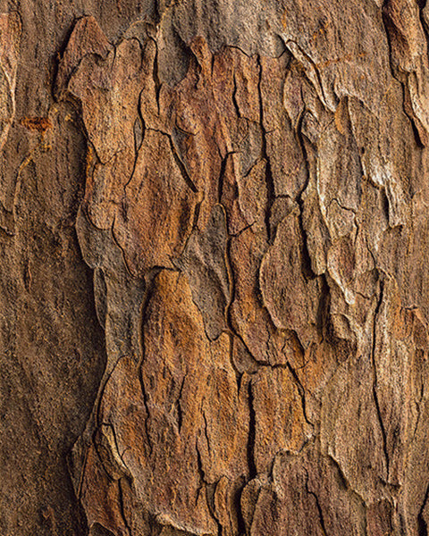Cedarwood