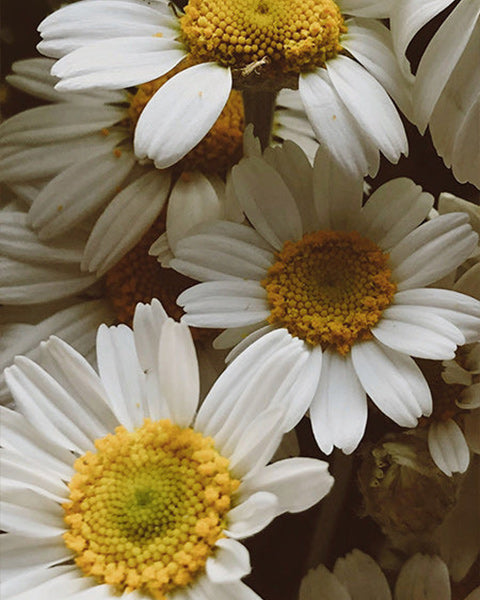 Chamomile Extract