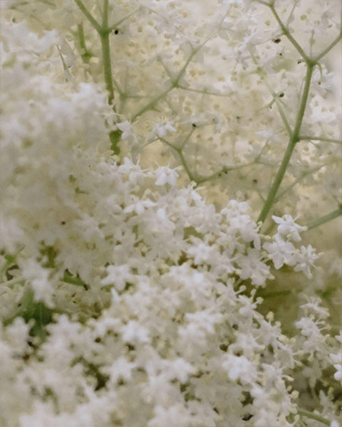 Elderflower