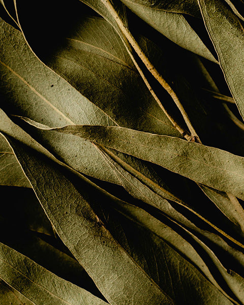 Eucalyptus 