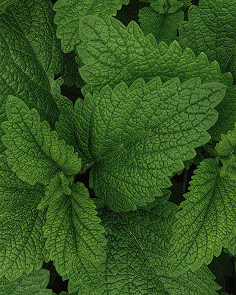 Mint