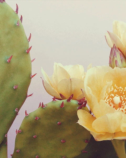Prickly Pear Flower Extract