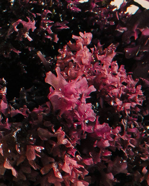 Sea Moss