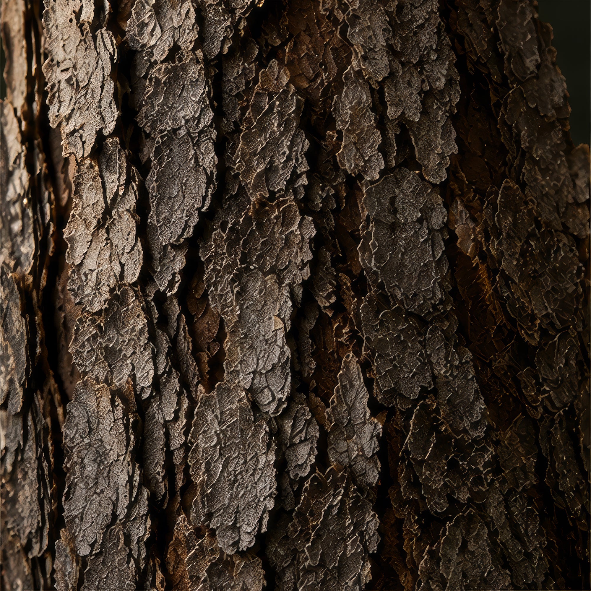 Black Spruce Bark Extract